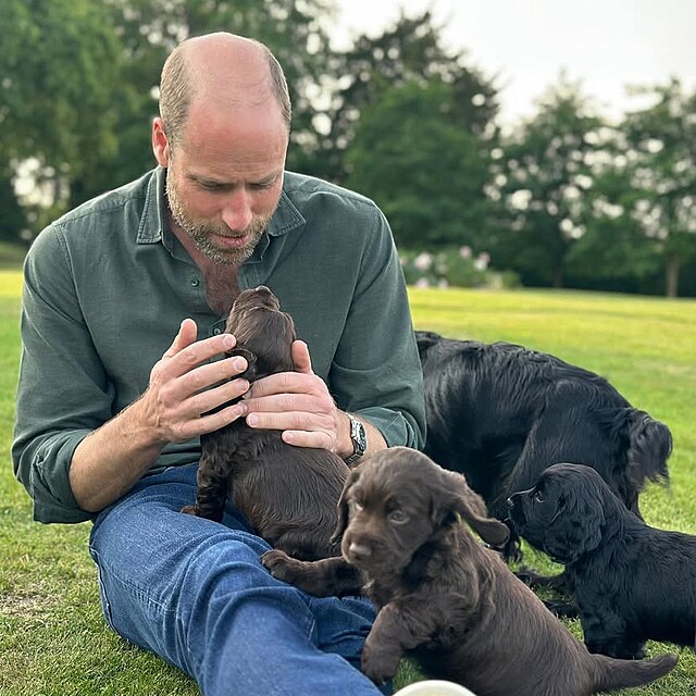 Princ William a princezna Kate odchovali vrh plemene anglick kokrpanl