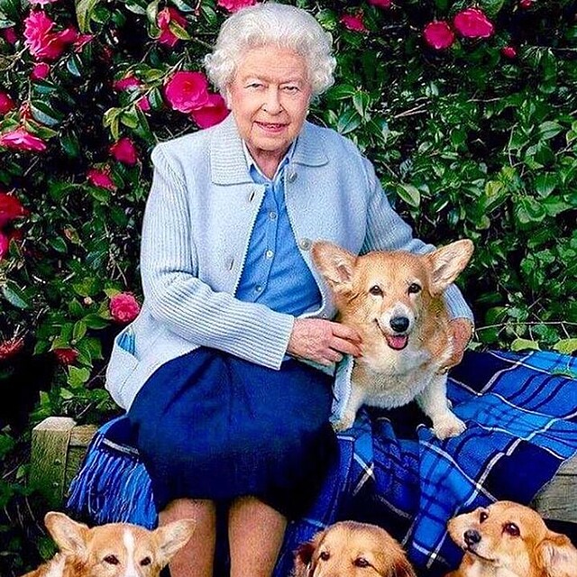Krlovna Albta II. milovala plemeno Welsh Corgi