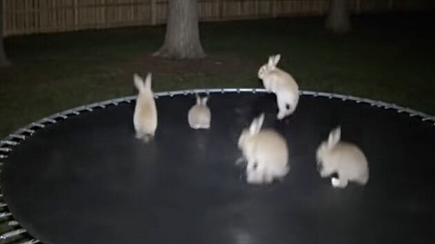 AI video zv��at na trampol�n�