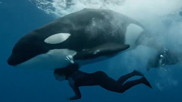 S�t�mi se ���� video, kde kosatka zabij� tren�rku. Vir�ln� video je ale sou��st hoaxu