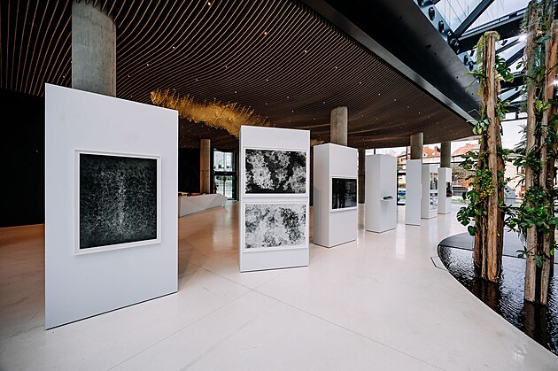 Broken Flowers: V�stava, kter� rozb�j� hranice reality, technologie i pam�ti.