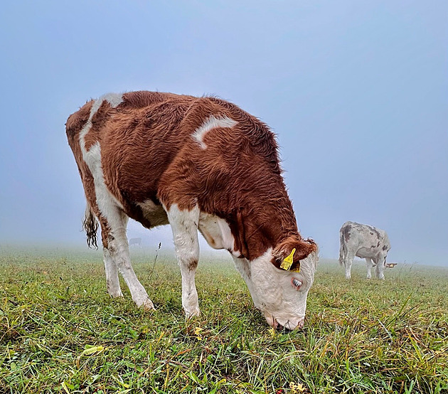 Video z kravínů Olmy rozjelo bojkot. Kdo je zodpovědný za týrání zvířat, ptají se lidé