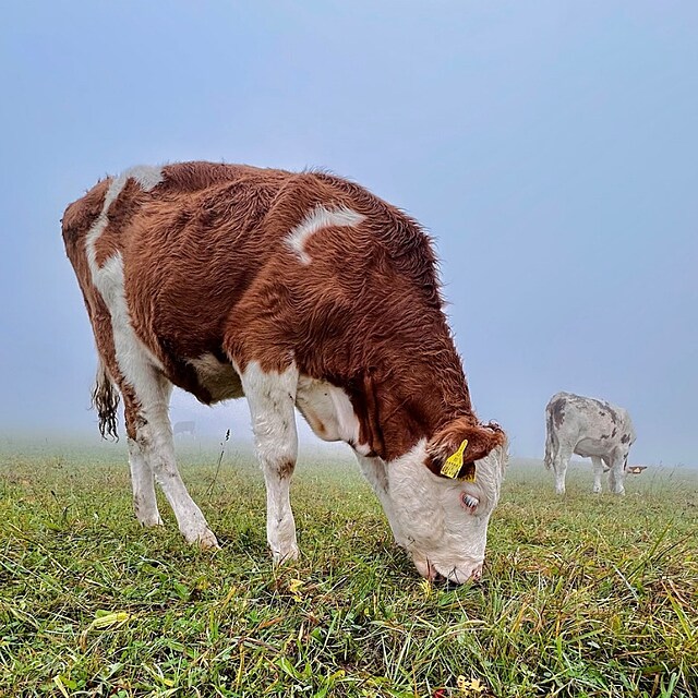 Dal�� t�r�n� krav na farm�