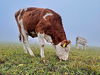 Dal�� t�r�n� krav na farm�