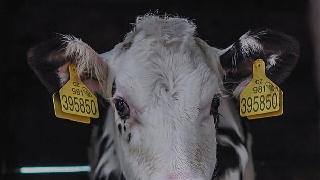 Dal�� t�r�n� krav na farm�