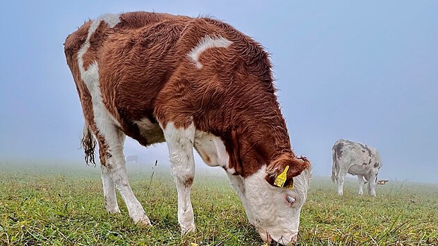 Dal�� t�r�n� krav na farm�