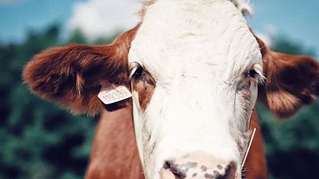 Dal�� t�r�n� krav na farm�