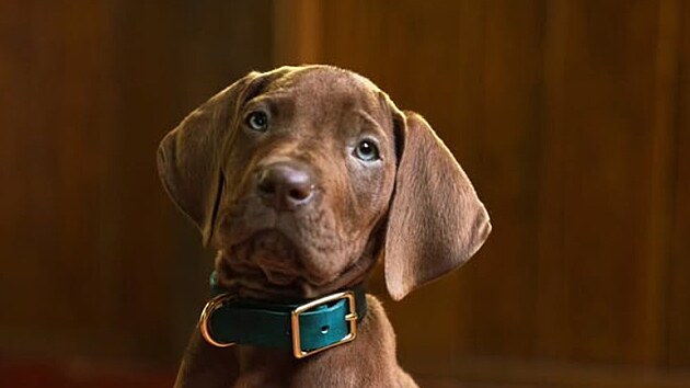 Nov� Scooby-Doo