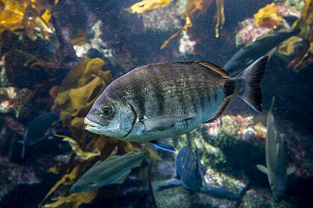 Diplodus sargus, jedna z kousaj�c�ch rybek