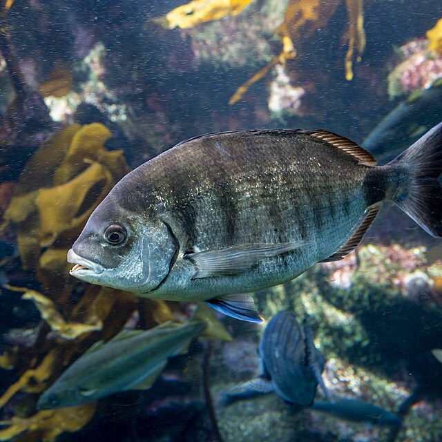 Diplodus sargus, jedna z kousaj�c�ch rybek