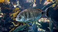 Diplodus sargus, jedna z kousajících rybek