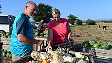 V polovin� srpna jsou samosb�ry v plném proudu