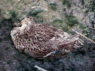 Ve védsku se objevila nebezpená nemoc u uhynulé kachny. Ilustraní foto.