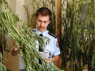 Policista s marihuanou