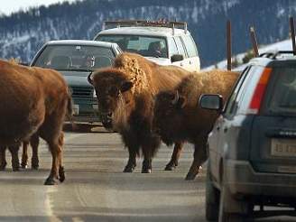 Bizoni na silnici