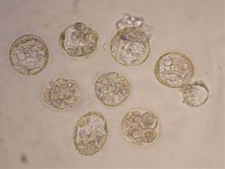 Snímek kmenových bunk