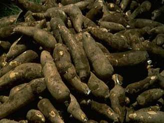 Koeny cassavy