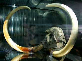 Zmrazený mamut na Expo 2005