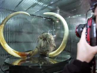 Zmrzlá hlava mamuta