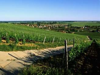Moravské i eské vinohrady brzy vydají své hrozny