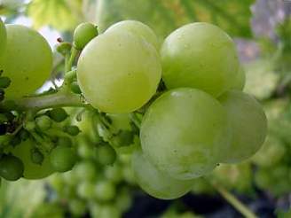 Grapes are often called nature's