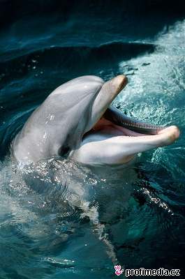 Delfín - ilustraní foto
