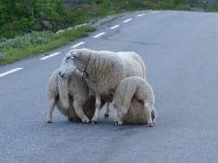 Sající ovce