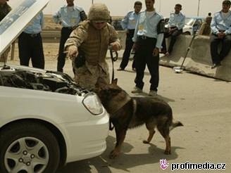 Americkým vojákm pomáhají psi pi hledání výbunin, irátí teroristé ze zvíat dlají bomby.