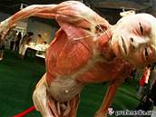 Výstava preparovaných t�l