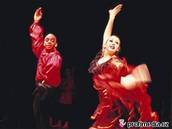 Flamenco - ilustraní foto