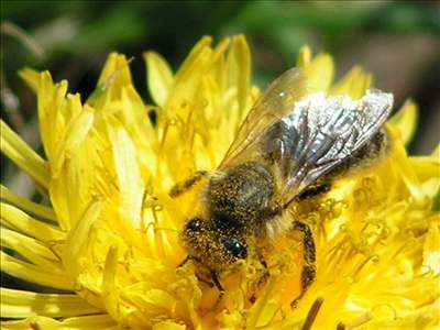 Včela medonosná (Apis mellifera) člověku otevře cestu k novým lékům.