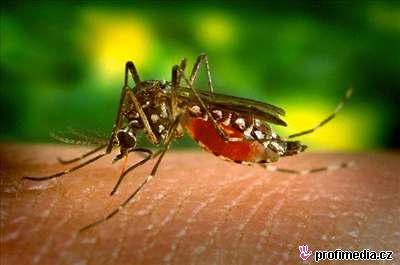 Nemoc penáí komái rodu Aedes.