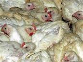 Slepice, dr�be�, ku�e