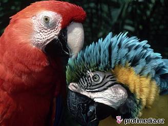Hrozba utracení visí nad tém stovkou chovaných papouk. Ilustraní foto