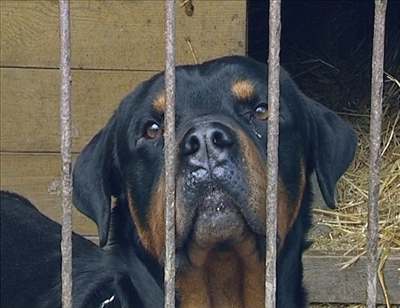 Policie ve Vsetín se se psy bezdomovc potýká kadý den. Ilustraní foto