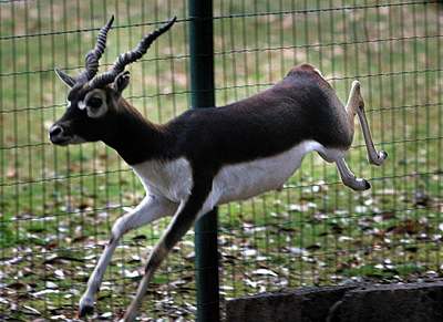 Plzeská ZOO chce obnovit chov antilop jeleních. Spoléhá pi tom na pomoc ostatních zahrad.