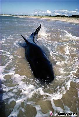 Hejno asi sedmdesáti velryb uvázlo nedaleko tasmánského zálivu Marion Bay. Ilustraní foto.
