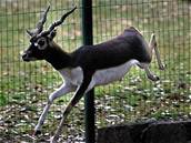 Plzeská ZOO chce obnovit chov antilop jeleních. Spoléhá pi tom na pomoc ostatních zahrad.