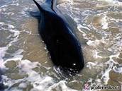 Hejno asi sedmdesáti velryb uvázlo nedaleko tasmánského zálivu Marion Bay. Ilustraní foto.