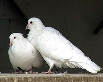 Výstavy holub byly zrueny kvli ptaí chipce