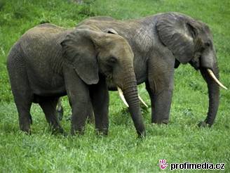 Sloni se z nehody rychle vzpamatovali a v klidu se pásli opodál. Ilustraní foto.