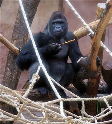 Gorilí samec Richard okusuje vtviku.