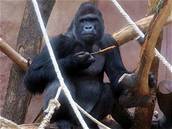 Gorily v praské zoo pestávají mít co okusovat.