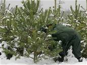 Lesy eské republiky zanou ezat vánoní stromky 1. prosince.
