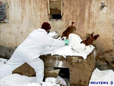 Kuata z postiené farmy veterinái utratili. Ilustraní foto