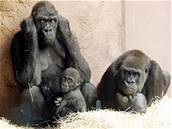 Gorily Shinda a Kijivu s mládtem Mojou v praské zoo.