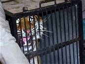 Do liberecké ZOO byl 4. února pevezen ptiletý tygr