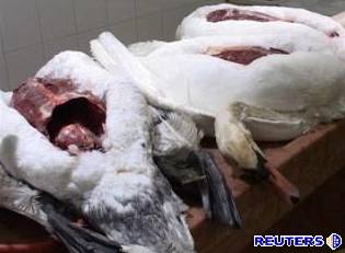 Rakuané nalezli mrtvé infikované ptáky u Lince a  nmeckého Pasova. Ilustraní foto