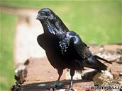 Havran z Tower of London