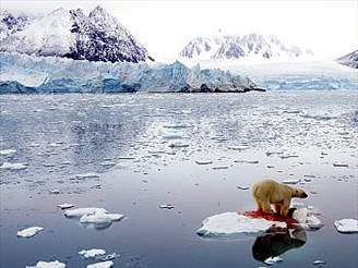 Lední medvd hodujícího v oceánu u souostroví picberky